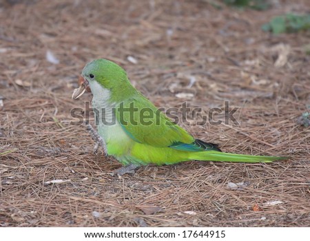 small green parrot