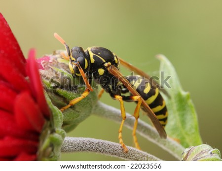 Wasp sits on a flower.