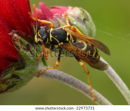 Wasp sits on a flower. Polistes nimpha (Christ, 1791)