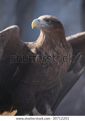 White-tailed Eagle eagle has spread wings.