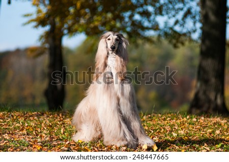 afghan hound autumn