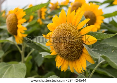 sunflower, image contain noise and selective focus