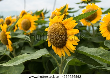 sunflower, image contain noise and selective focus
