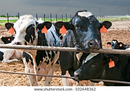 Black and white steers gaining weight at a feedlot in central Colorado, USA