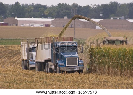 Trucks line up to haul the corn as it is chopped in the field.