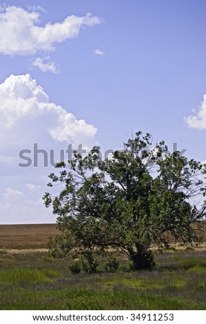 Old weathered tree sits in a grassy area on the edge of the prairie.