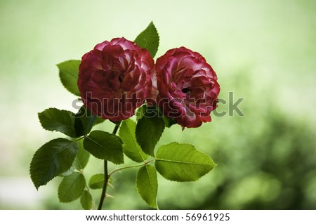 Two red roses alive in the garden with soft lighting bokeh for a background.