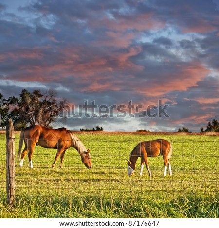 Horses grazing under a beautiful sky in the early morning of eastern Colorado, USA.