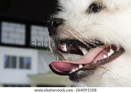 Young white dog with mouth open, showing teeth.