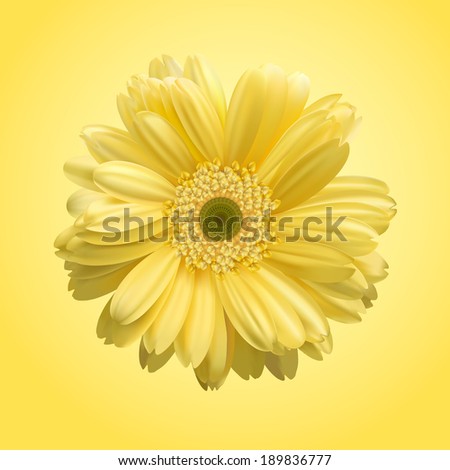 Big Yellow Flower. Illustration. Yellow chrysanthemum. Vector chrysanthemum.