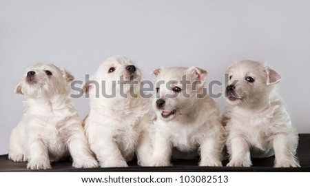Four puppies