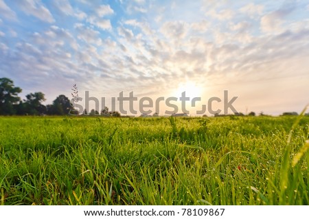 Bright sun and green grass field.