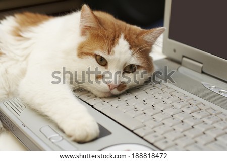 Notebook computer with cat paw using mouse button