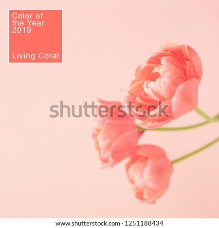 Three peony flowering tulips in trendy living coral color. Minimal styled concept card. Color of the year 2019.