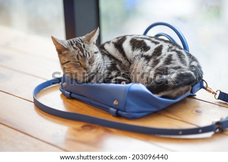 Sleep cat on the bag