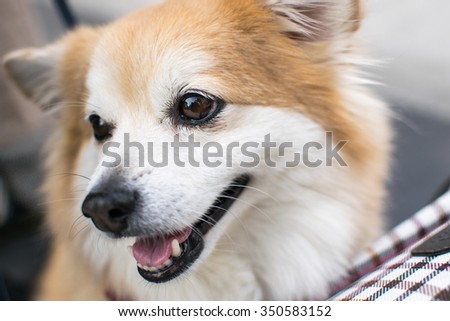 Smiling dog. Welsh Corgi. Portrait.