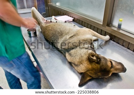 sick dog on medical treatment room and treat by veterinarian