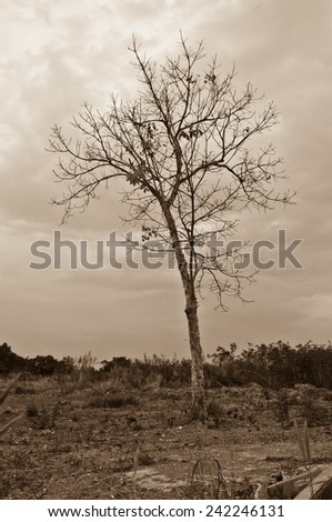 dry stand alone tree in sepia tone