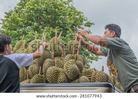 May 24, 2015 Thailand:  Fruit gardener carrying durian  at backward of pick up truck between whole sale bargain. Khung district , Chantaburi town Thailand.