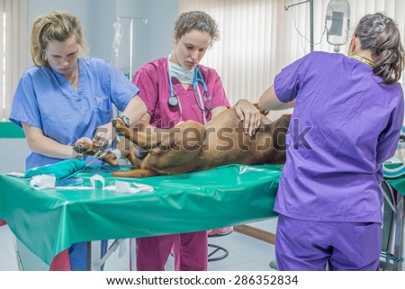 Thailand,June 8,2015, volunteer of veterinarian  from Pennsylvania state university between animals  charity surgery charity in Tha-Chang sub district, Chantaburi town, Thailand.