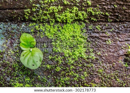 green plant on rock in forest