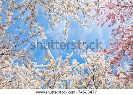 tops of the japanese cherry blossom trees in early april