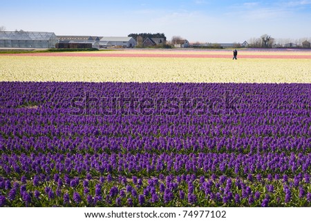 striped flower fields in the lowlands, Holland