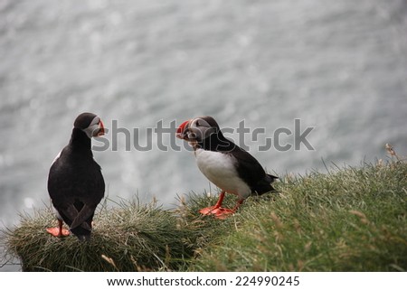 two puffins on a grassy cliff, eating