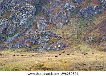 The herd of horses walking along rocky slope