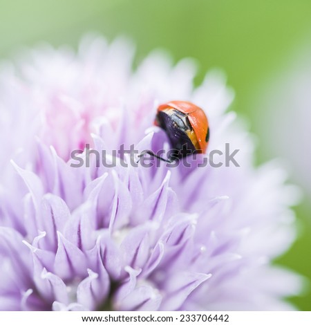 Red ladybird in a purple garlic flower