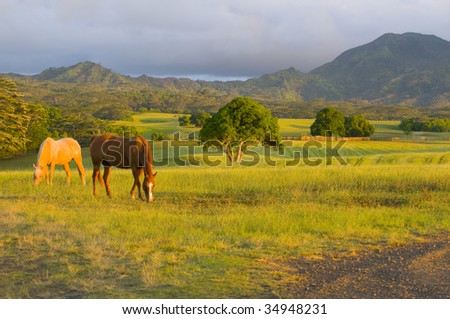 two appaloosa horses feeding on grass in a Kauai ranch