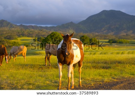 group of appaloosa horses feeding on grass in a Kauai ranch