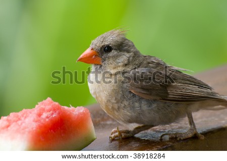 closeup of a little Northern Cardinal  bird eating Watermelon