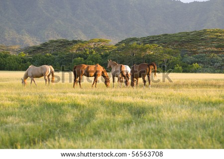 group of Appaloosa horses feeding in a ranch in Kauai Hawaii