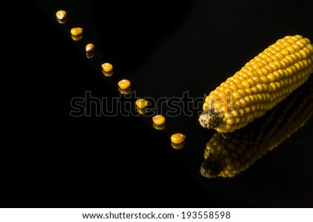 Modern and uncluttered composition with copy space in studio on black background with reflections. Still life of ripe corn cobs freshly harvest in autumn.