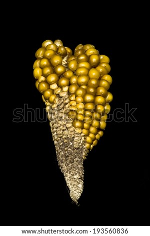 Luxury jewel of golden vegetable pearls. Unique golden corn isolated on black background with oddly shaped. Heart shape. Continent shape