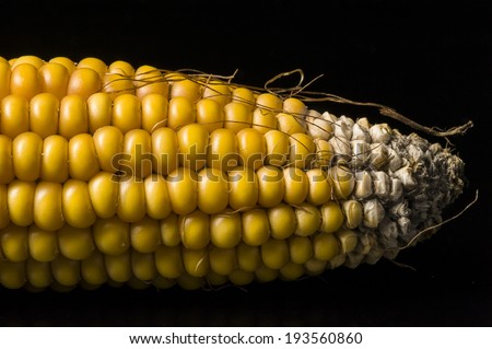 Macro of ear of corn for background. Modern composition in studio on black background.