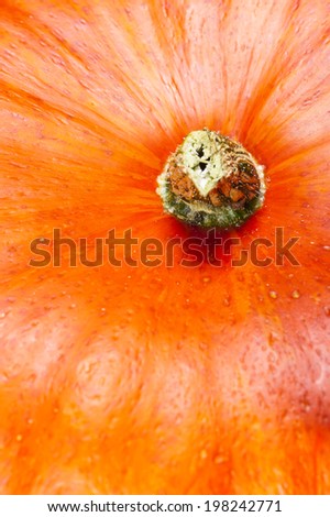 Skin details. Closeup full frame on a ripe orange pumpkin. Shooting studio after harvest in autumn.