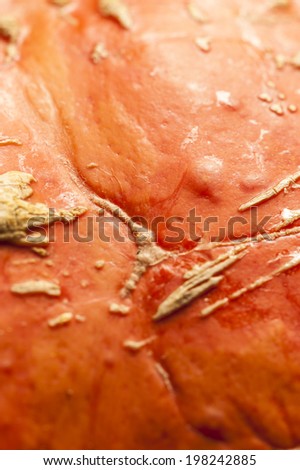 Leaf veins. Pumpkin background. Closeup macro full frame on a ripe orange pumpkin skin. Shooting studio.