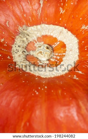 Details skin. Pumpkin background. Closeup macro full frame on a ripe orange pumpkin skin. Shooting studio in autumn.