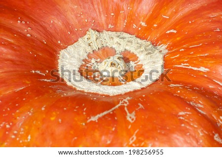 Details skin. Pumpkin background. Closeup macro full frame on a ripe orange pumpkin skin. Shooting studio in autumn.