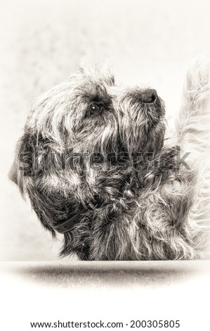 Fine art portrait of cute Border Terrier in black and white. Closeup on the hairy dog and shoulders lying on his back in sign of submission.