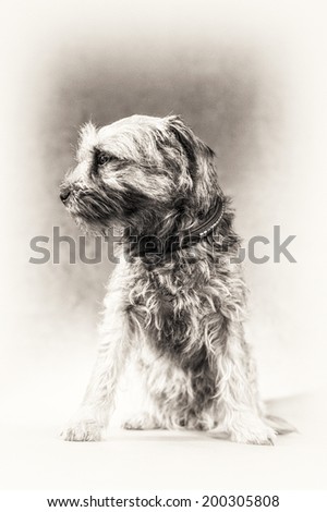Selective focus on animal dog head. Fine art portrait of cute Border Terrier in black and white. This young and cute dog is stably sitting and staring at something left side.