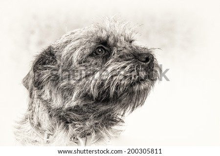Closeup profile head of cute Border Terrier. The hairy animal staring at upward. Fine art portrait in black and white with right copy space.