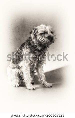 Sitting portrait full length of Border Terrier. The whisker dog seems to fall asleep. This fine art portrait is in black and white.