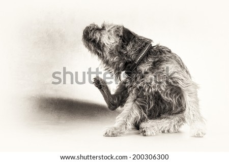 Black and white fine art portrait of cute Border Terrier with left copy space. The hairy dog is sitting and scratching itself.