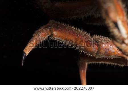 Hairy leg close up of European spider crab (Maja Squinado) in studio on black background