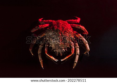 Luxury top view with copy space of an European spider crab (Maja Squinado) on black background with mixed light