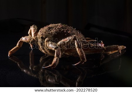 Armored car posing. An European spider crab (Maja Squinado) on black background with reflections. Minimalist and luxury still life