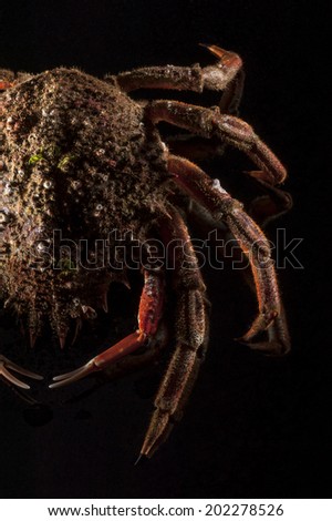 Top view closeup of an appetizing orange European spider crab (Maja Squinado) on black background with open claws